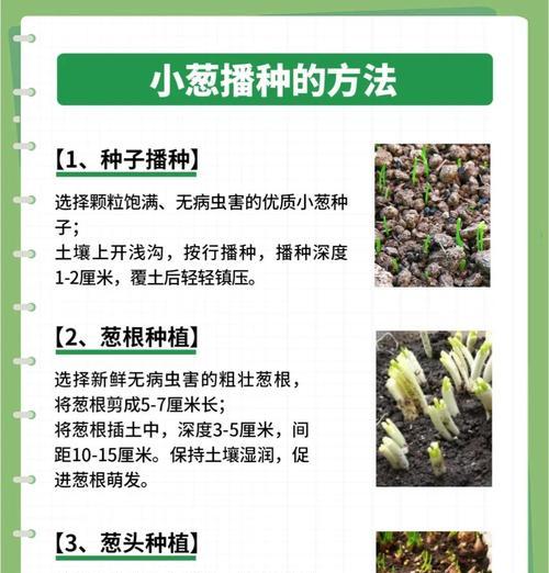 自制小葱盆栽肥料的简单方法是什么？