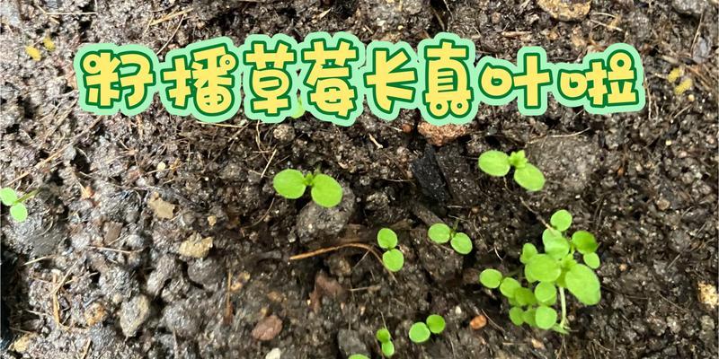草莓芽苗的浇水方法是什么？如何进行有效的浇水？