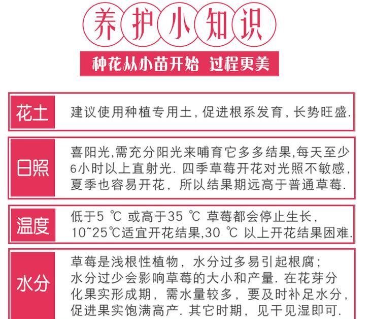 草莓芽苗的浇水方法是什么？如何进行有效的浇水？