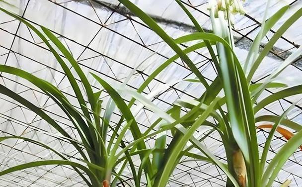 君子兰叶面喷剂怎么用？君子兰叶面喷剂的正确使用方法！