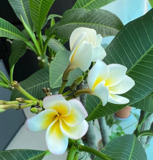 阳台遮光环境下哪些花卉生长最好？