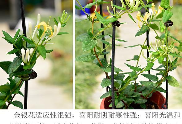 阳台遮光环境下哪些花卉生长最好？