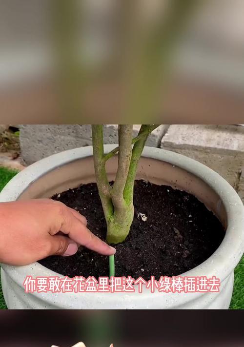 有哪些方法可以让植物一个月不用浇水？