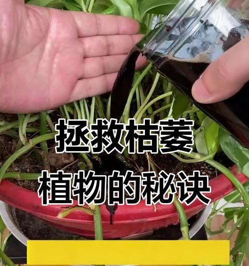 有哪些方法可以让植物一个月不用浇水？