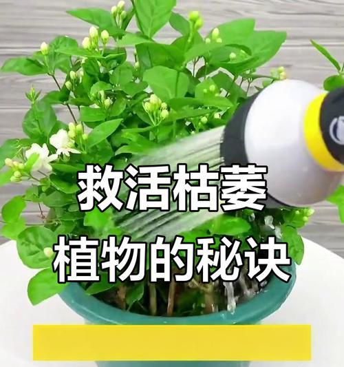 有哪些方法可以让植物一个月不用浇水？