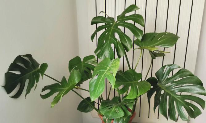 马尼拉分株栽培技术有哪些？如何进行有效的马尼拉分株栽培？