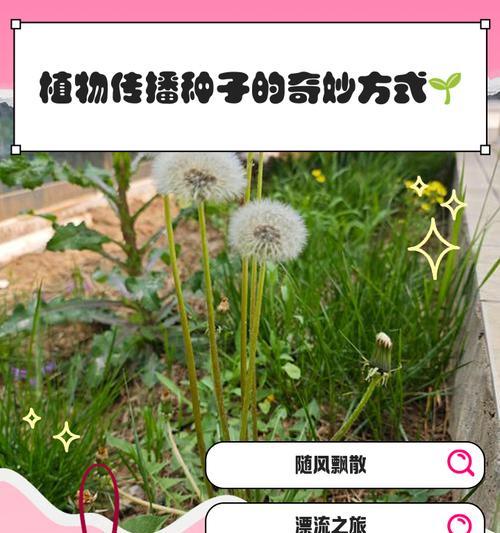 哪些植物的种子可以通过水流传播？