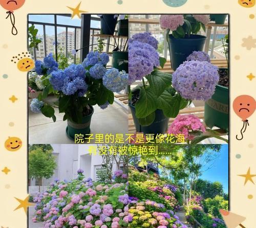 花卉养花有哪些知识技巧？如何正确养护？