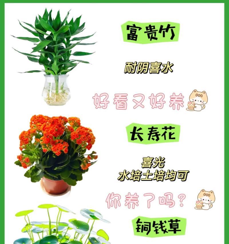 花卉养花有哪些知识技巧？如何正确养护？