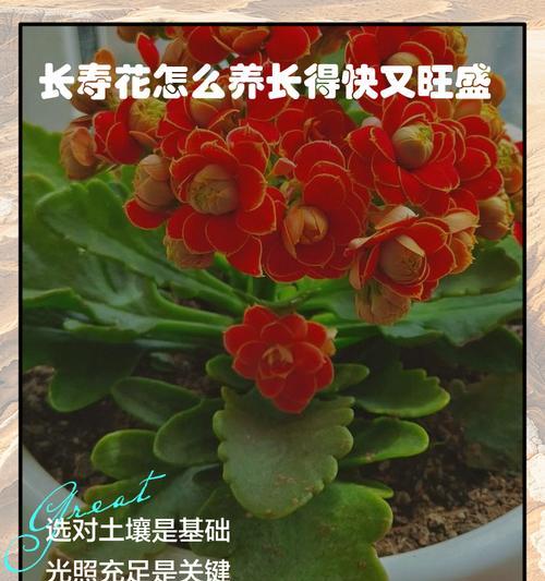 花卉养花有哪些知识技巧？如何正确养护？