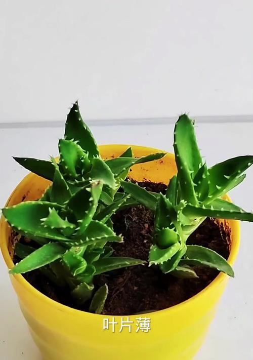 芦荟叶子发黄怎么办？解决方法与预防措施是什么？