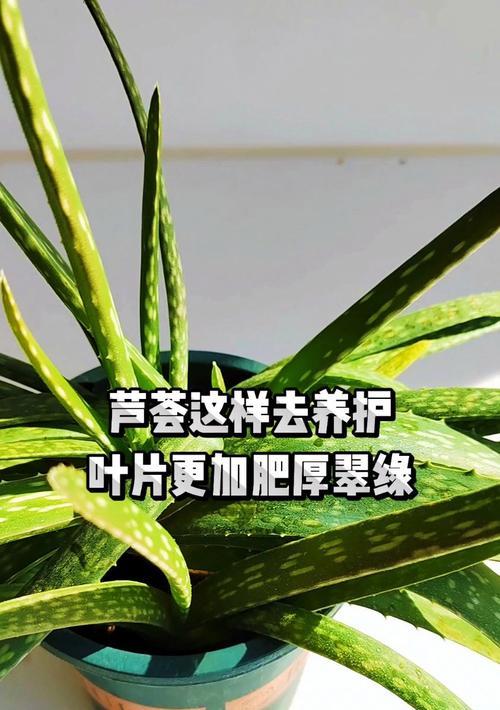 芦荟叶子发黄怎么办？解决方法与预防措施是什么？