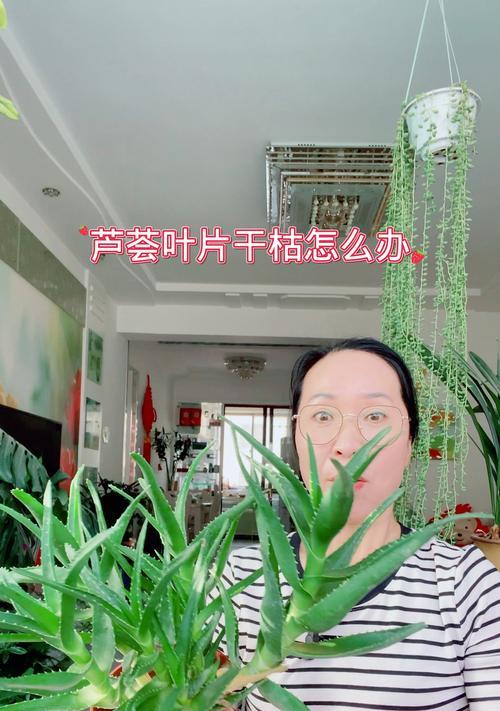 芦荟叶子发黄怎么办？解决方法与预防措施是什么？