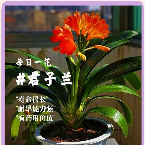 君子兰新栽后如何进行养护？