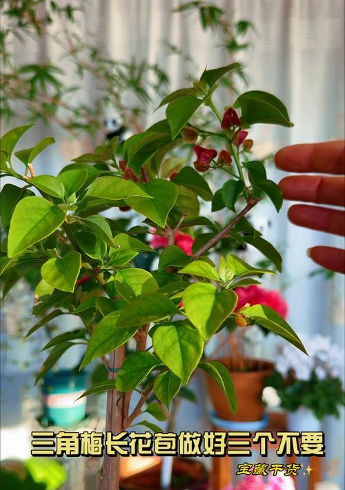 怎么能让三角梅爆枝发芽？有哪些促进发芽的方法？