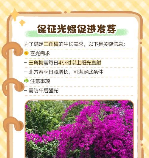 怎么能让三角梅爆枝发芽？有哪些促进发芽的方法？