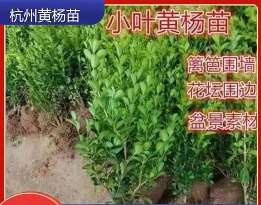 小叶黄杨叶子发黄的处理方法是什么？