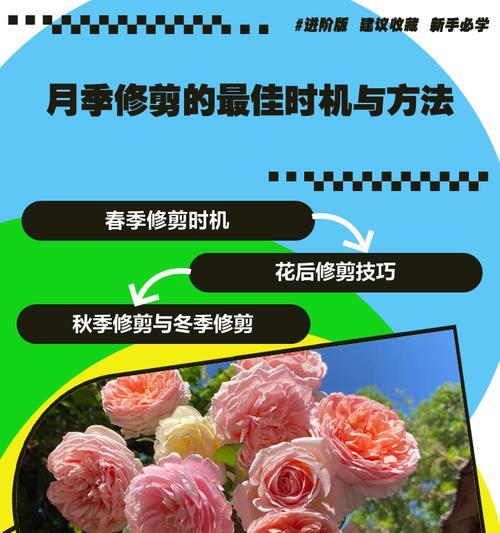 月季萌芽后修剪的最佳方法是什么？