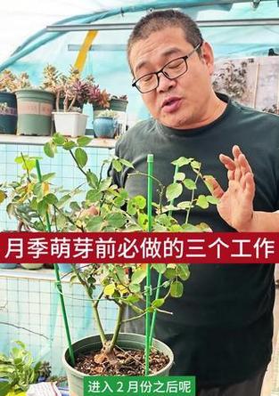 月季萌芽后修剪的最佳方法是什么？