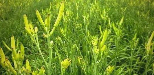 黄花菜施肥的正确技巧是什么？
