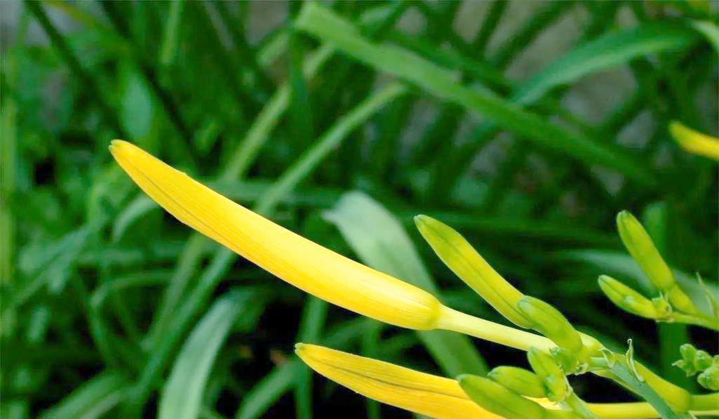黄花菜施肥的正确技巧是什么？