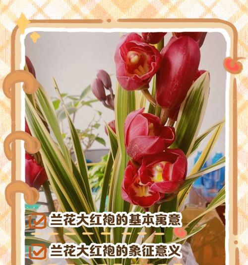 大红袍铁线莲开花秘诀是什么？