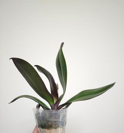 阳台适合种植哪些花卉？哪些品种更易养护？