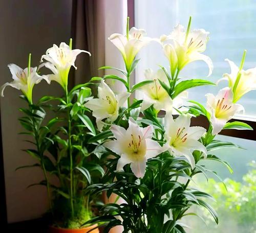 阳台适合种植哪些花卉？哪些品种更易养护？