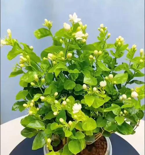 阳台适合种植哪些花卉？哪些品种更易养护？