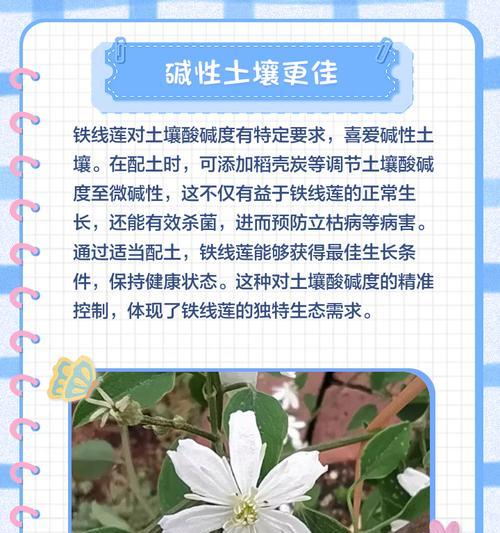 铁线莲小苗浇水过多如何处理？预防措施是什么？