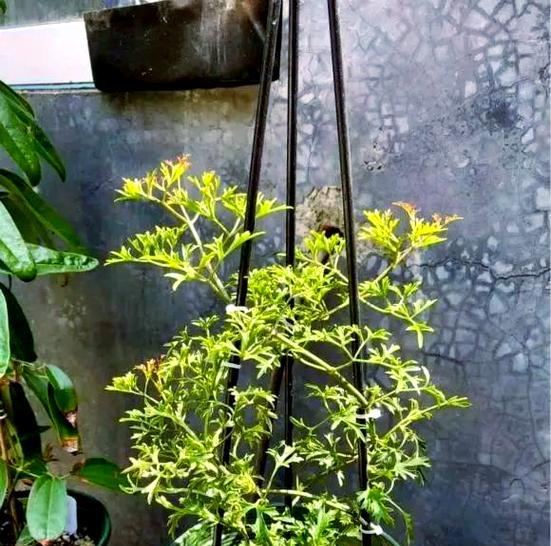 铁线莲小苗浇水过多如何处理？预防措施是什么？
