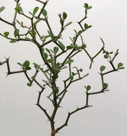 铁网适合养哪些水生植物？