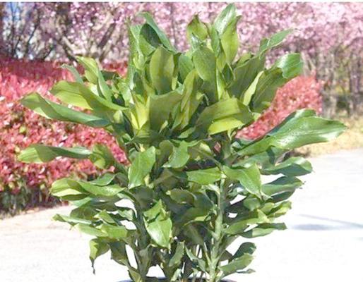 铁网适合养哪些水生植物？