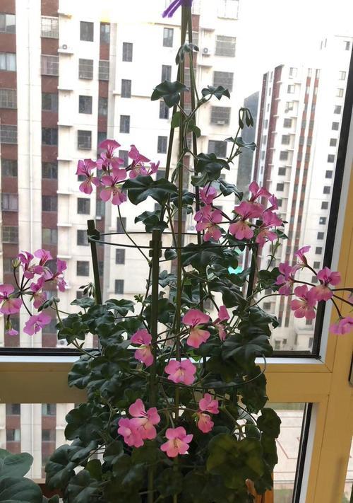 天竺葵长虫的原因是什么？如何有效防治？