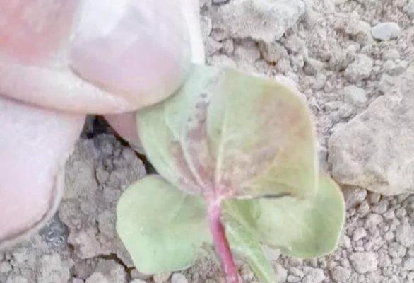 棉花苗叶子边缘发黄的解决方法是什么？