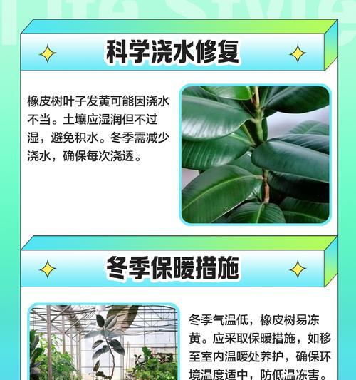 森林竹叶子发黄的解决方法是什么？