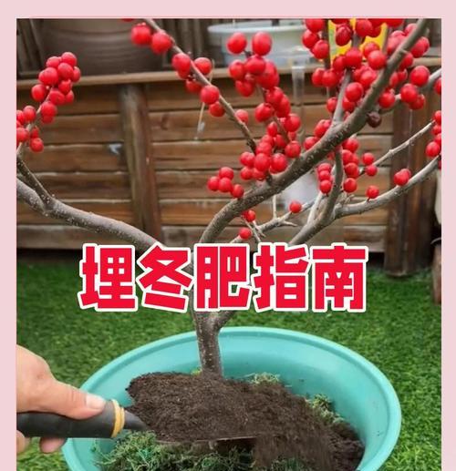 自制营养土肥料：冬天应该怎么做？