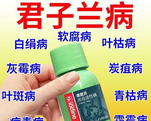 君子兰黄斑问题如何解决？