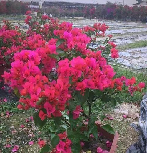 三角梅太肥了怎么办？如何调整养护方法以控制三角梅的生长？