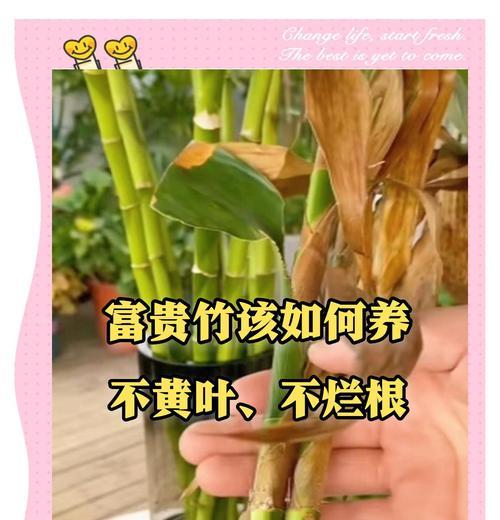 富贵竹过完春节叶子发黄怎么办？