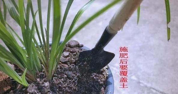 兰花的施肥技巧和注意事项有哪些？兰花施肥的正确方法是什么？