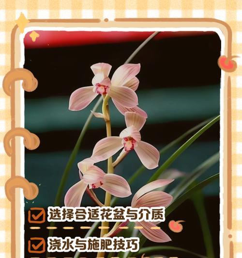 兰花的施肥技巧和注意事项有哪些？兰花施肥的正确方法是什么？