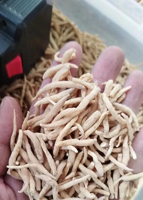 福建种植太子参什么时候播种？播种前需要准备什么？