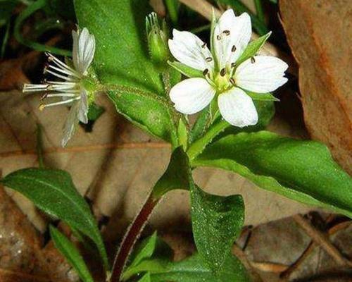 福建种植太子参什么时候播种？播种前需要准备什么？