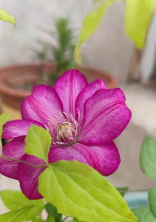 铁线莲苗开花的原因是什么？