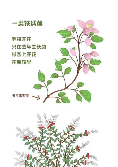铁线莲苗开花的原因是什么？
