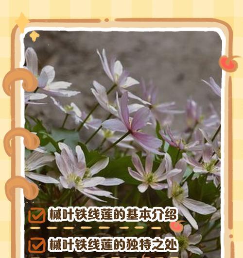 铁线莲叶片黄的原因是什么？如何解决铁线莲叶片黄的问题？