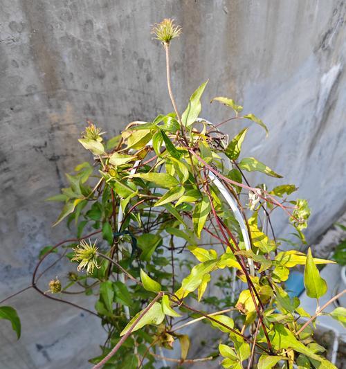 铁线莲叶片黄的原因是什么？如何解决铁线莲叶片黄的问题？