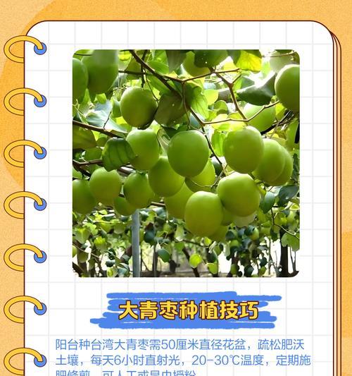 大青枣叶子发黄和掉叶的原因是什么？