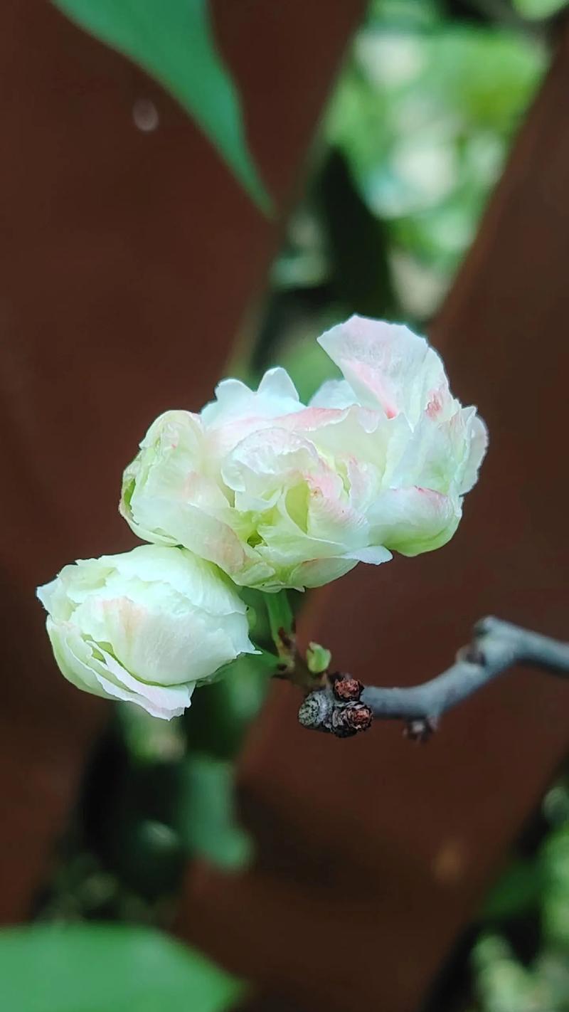 月季粉龙藤木养护技巧有哪些？